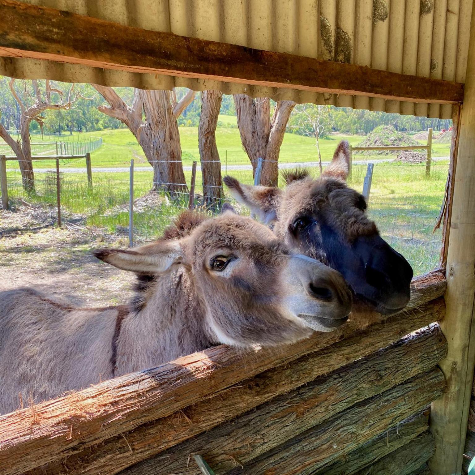 Yarradene Luxury Healesville Farmstay Εξωτερικό φωτογραφία